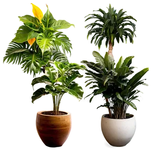 Large Indoor Plants PNG Sgj