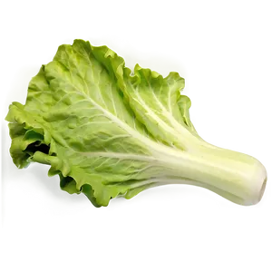 Large Lettuce Leaf Png 05242024 PNG image