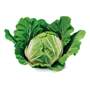 Large Lettuce Leaf Png Dts PNG image