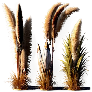 Large Pampas Grass PNG 45