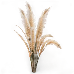 Large Pampas Grass PNG Vlb21