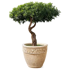 Large Potted Trees Png 06122024 PNG image