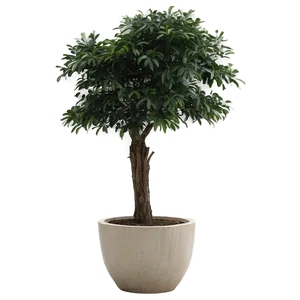 Large Potted Trees Png 56 PNG image