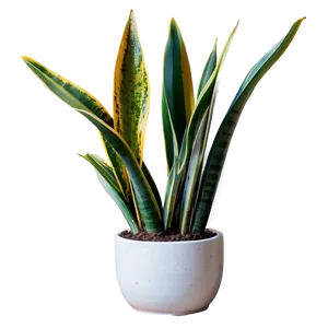Large Snake Plant PNG Sqk