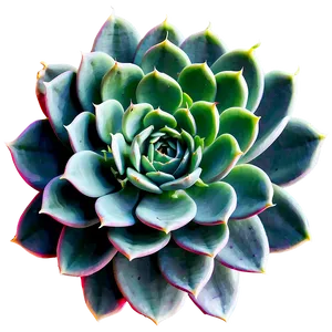 Large Succulent Plants Png 38 PNG image