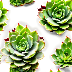 Large Succulent Png 05242024 PNG image