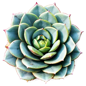 Large Succulent Png Hyq65 PNG image