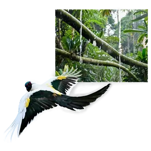 Latin America Rainforests Wildlife Png 92 PNG image