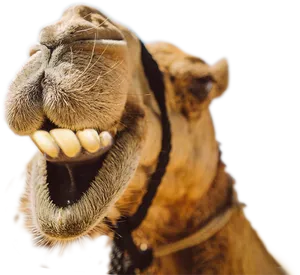 Laughing Camel Portrait