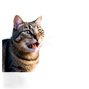 Laughing Cat Meme PNG 05212024