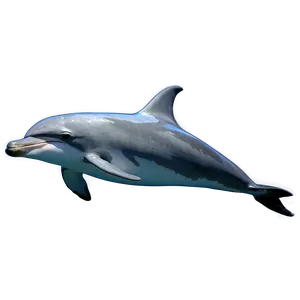 Laughing Dolphin Png Djt PNG image
