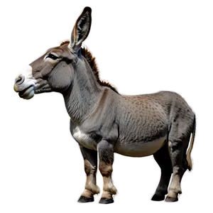 Laughing Donkey PNG Glx