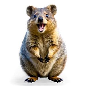 Laughing Quokka Mood PNG Jyl PNG
