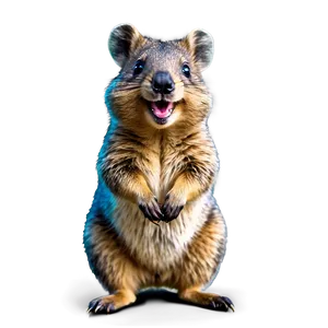 Laughing Quokka Mood PNG Rgt
