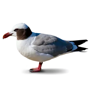 Laughing Seagull Png 05242024 PNG image