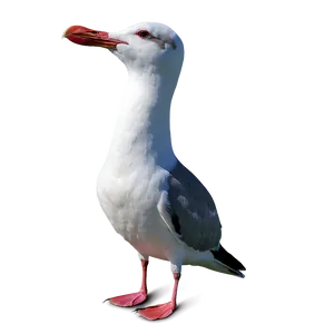 Laughing Seagull Png 60 PNG image