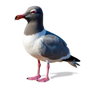Laughing Seagull Png 69 PNG image