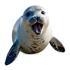 Laughing Seal Png Nen70 PNG image