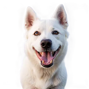 Laughing White Dog PNG 53 PNG