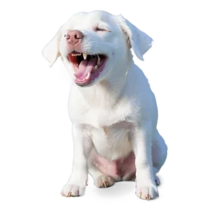 Laughing White Dog Png 59 PNG image