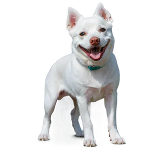 Laughing White Dog PNG Luw