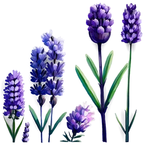 Lavender Beauty Flower PNG 06132024 PNG