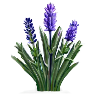 Lavender Beauty PNG 13 PNG