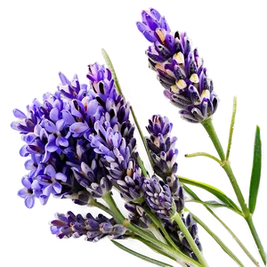 Lavender Beauty PNG 91 PNG