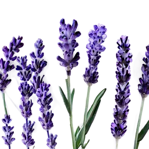 Lavender Bloom PNG 43