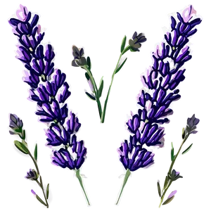 Lavender Bloom PNG Hqo
