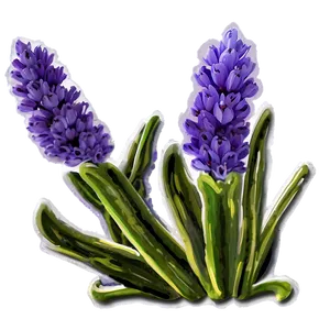 Lavender Bloom PNG Oln