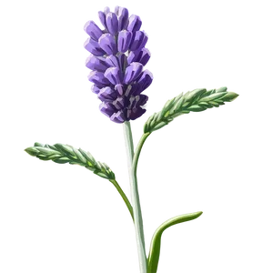 Lavender Bloom PNG Xyi