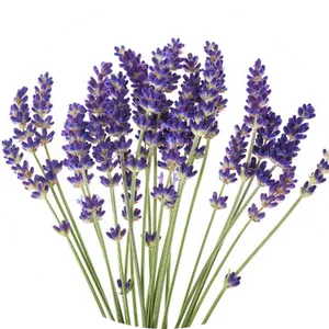 Lavender Blooms Bunch.png PNG image