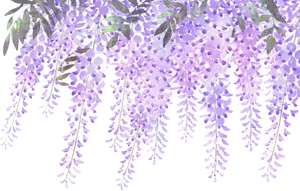 Lavender Blooms Transparent Background PNG image