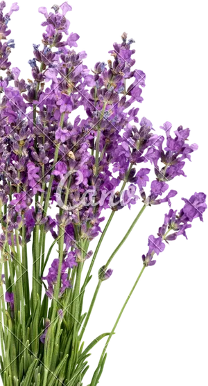 Lavender Bouquet Isolated Background
