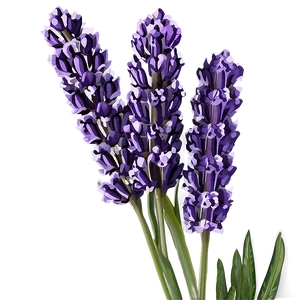 Lavender Bouquet Png 45 PNG image