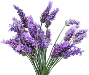Lavender Bouquet Transparent Background
