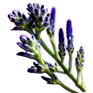 Lavender Buds Close-up PNG Cmk PNG
