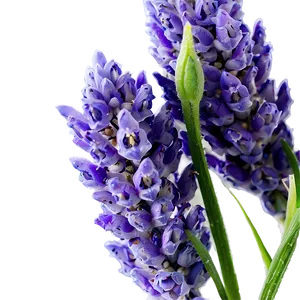 Lavender Buds Close-up PNG Srt PNG