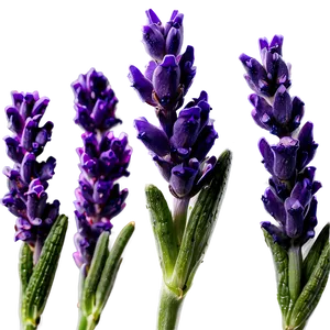 Lavender Buds Close-up Png Vsn PNG image