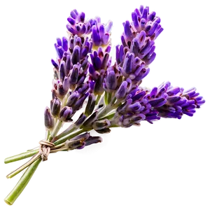 Lavender Cluster PNG Bkq PNG