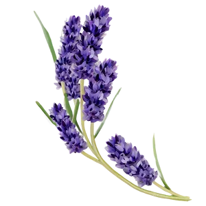 Lavender Cluster PNG Gol PNG