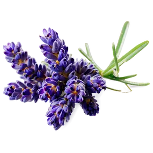 Lavender Cluster PNG Wap PNG