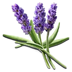 Lavender Culinary Herb PNG 06282024 PNG