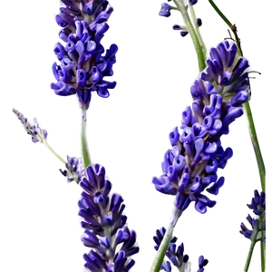Lavender Culinary Herb PNG Ehs71 PNG
