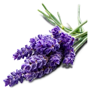 Lavender Culinary Herb PNG Joy PNG