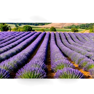 Lavender Farm Landscape PNG 06132024 PNG
