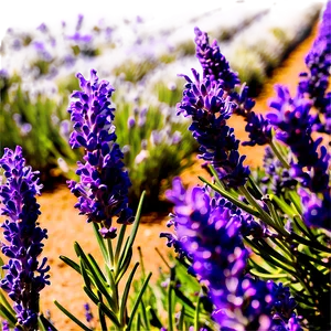 Lavender Farm Tour PNG 06282024 PNG