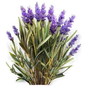 Lavender Farm Tour PNG Seb PNG