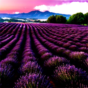 Lavender Field At Sunrise Photo PNG Apv49